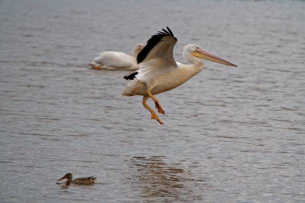 istock White pelican flying over a lake water 1437098638