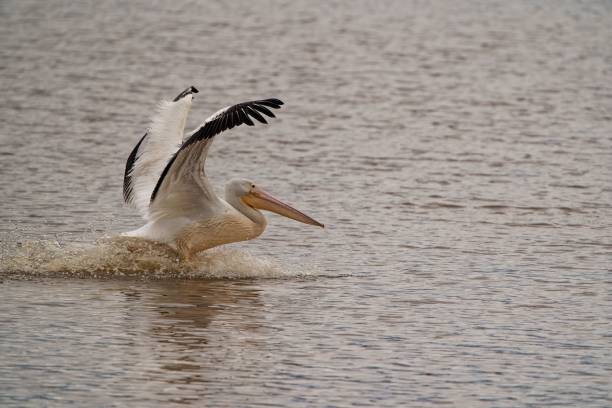 istock White pelican flying over a lake water 1437098892