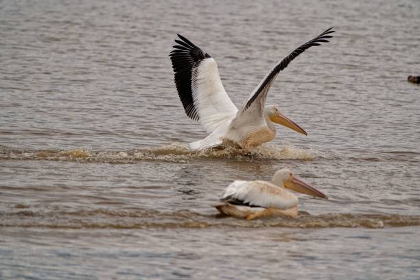 istock White pelican flying over a lake water 1437099148