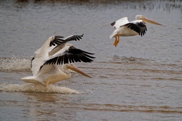 istock White pelican flying over a lake water 1437099150
