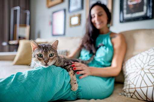 Cute cat sitting on lap of woman on sofa in living room at home