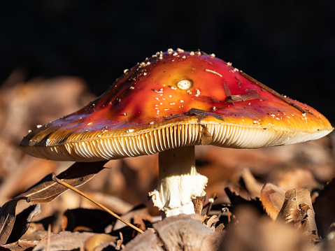 Low angle close up of colourful forest mushroom