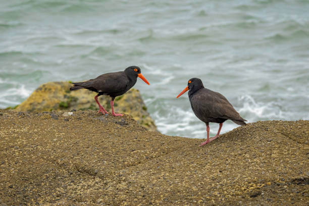 istock Two Sooty Oystercatcher's 1437104218