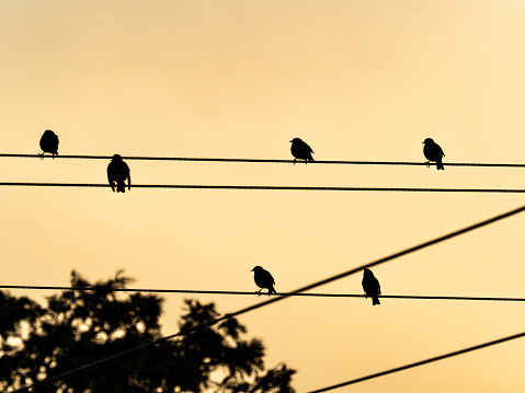Birds in silhouette sitting on wires
