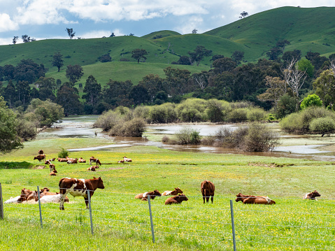 Relaxed cows in flooded field