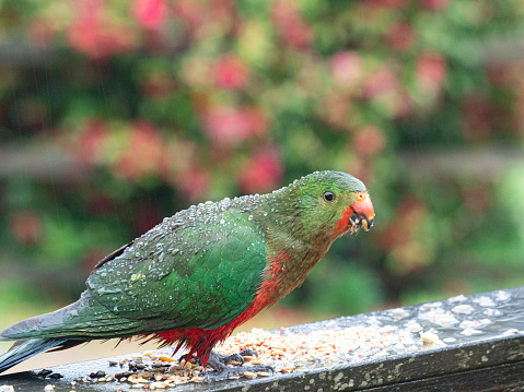 King Parrot feasting on seeds in the rain