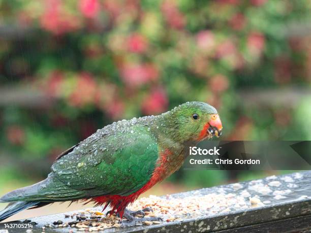 Colorful Bird On Railing In Rain Stock Photo - Download Image Now - Bird, Drop, Water