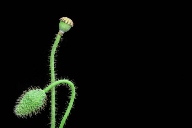 istock beautiful poppy on black background 1437107723