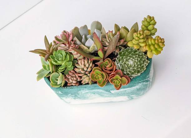istock succulent terrarium in oval shaped concrete pot 1437109128