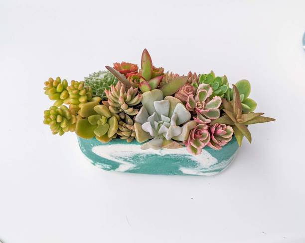 istock succulent terrarium in oval shaped concrete pot 1437109148
