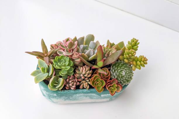 istock succulent terrarium in oval shaped concrete pot 1437109155