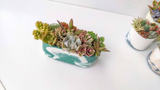 istock succulent terrarium in oval shaped concrete pot 1437109164