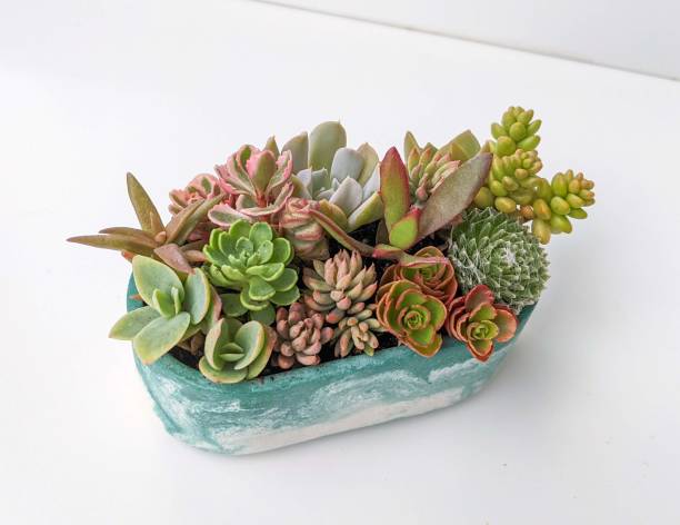 istock succulent terrarium in oval shaped concrete pot 1437109185
