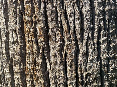 Beautiful brown natural trunk bark of a tropical southern palm tree. Background, texture.