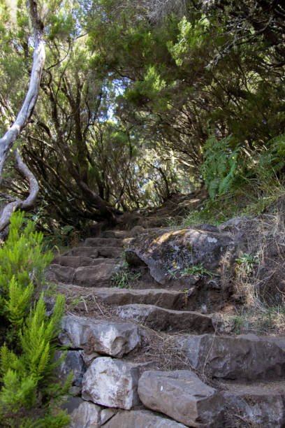 istock Levada das 25 Fontes - road throught the forest 1437111647