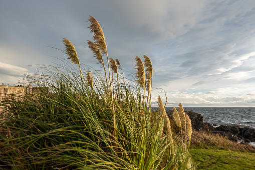 Close up view of plant reeds blowing in the wind at sunset on San Juan Island
