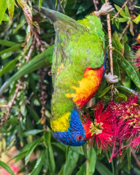 istock Rainbow Lorikeet in the bottlebrush tree on a rainy day 1437116376