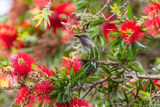 istock Little Wattlebird in the bottlebrush tree 1437116493