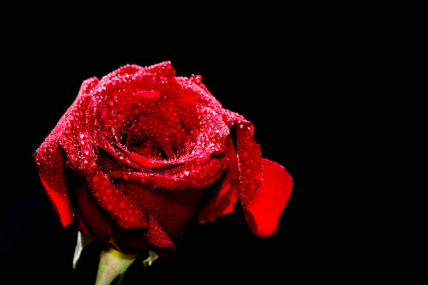 istock Plantas y Flores 1437120232