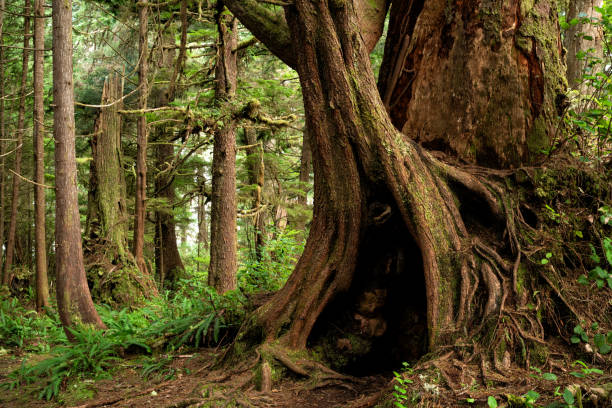 istock Pacific Rim National Park near Tofino, BC 1437122034