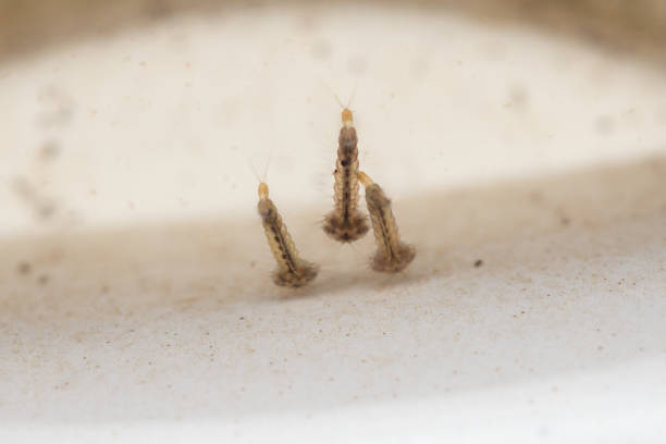 Mosquito larvae in stagnant water close up Mosquito larvae in stagnant water close up instar stock pictures, royalty-free photos & images