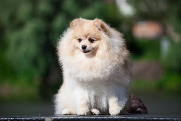 istock German Spitz dog playing in the park 1437124617