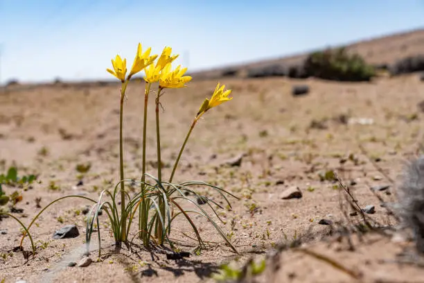 Rhodophiala bagnoldii (Yellow Añañuca) flower in the Atacama desert
