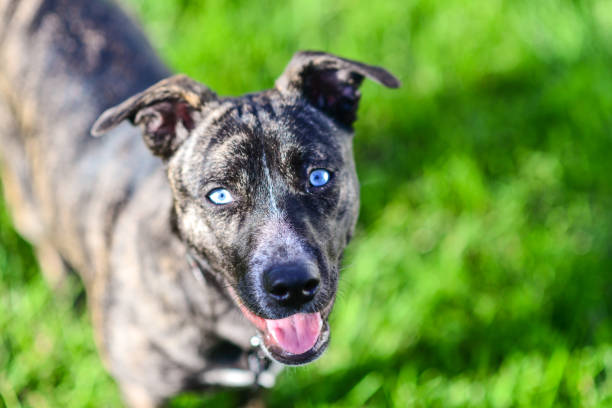 Portrait of a large white Great Dane with black spots and different eyes, wearing a red leather collar while walking by the sea promenade in daylight