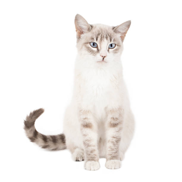 istock light cat with blue eyes sits and looks straight ahead isolated 1437135846