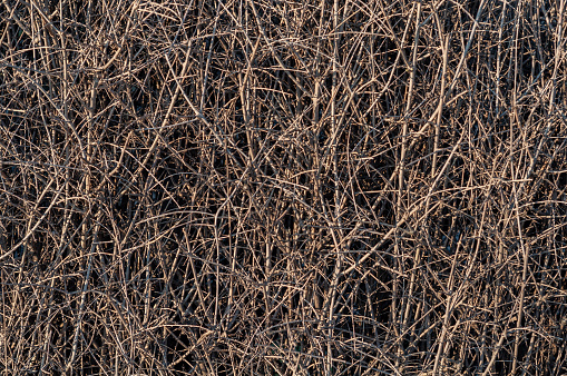 Background of intertwined branches of a shrub, a thicket of shrubs without leaves