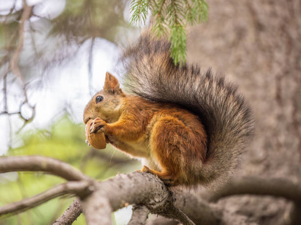 istock The squirrel with nut sits on tree in the autumn. Eurasian red squirrel, Sciurus vulgaris. 1437147032