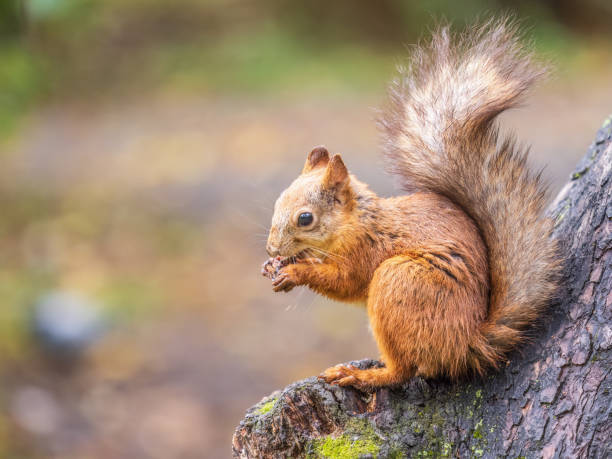 istock The squirrel with nut sits on tree in the autumn. Eurasian red squirrel, Sciurus vulgaris. 1437147151