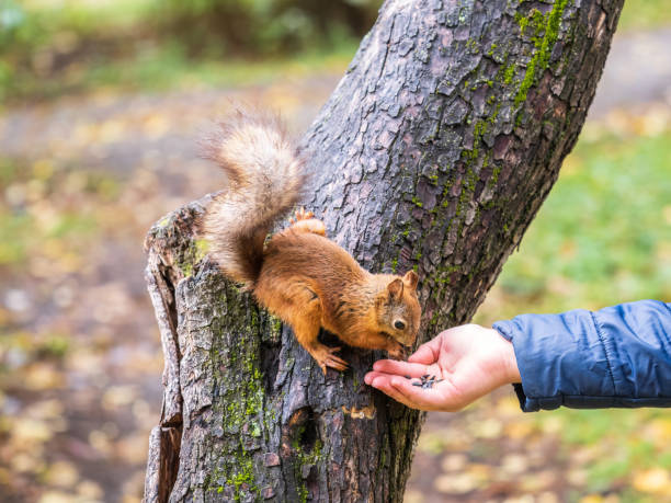 istock The boy feeds a squirrel with nuts from a hand in the wood 1437147514