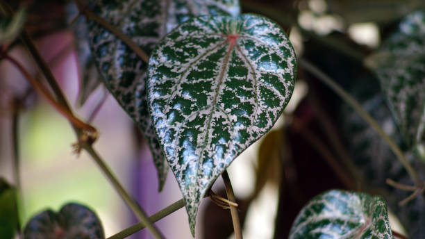 istock Piper ornatum leaves 1437147591