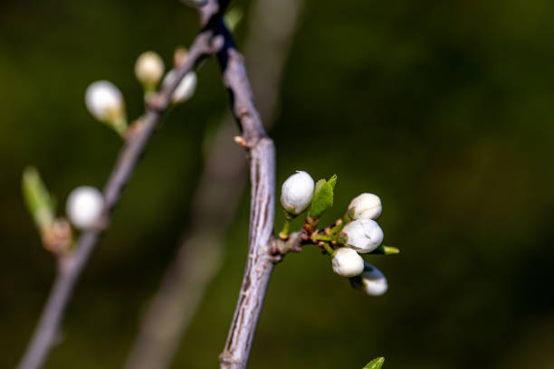 istock Prunus spinosa flower growing in meadow, close up 1437157533