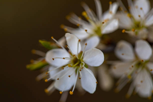 flowers captured in Bohinj valley Slovenia