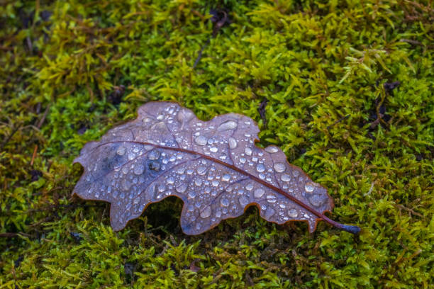 Oak leaf with water dew drops, autumn concept