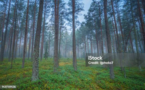 Dark Misty Forest With White Haze Dreamy View Stock Photo - Download Image Now - Forest, Lithuania, Morning