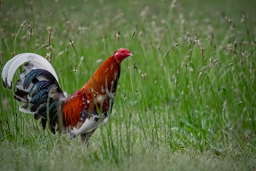 Domestic free range chickens foraging in the grass