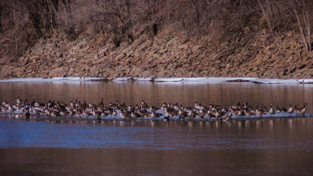 istock Flock of Geese on Ice 1437162022