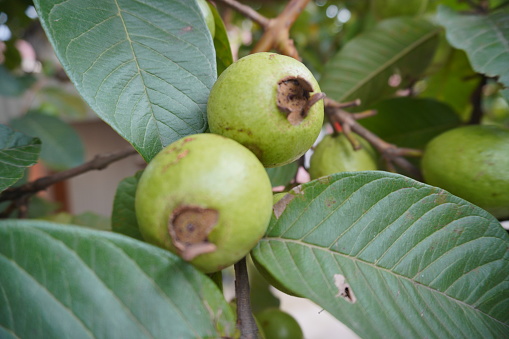 Bunch of green guava fruits in a tree