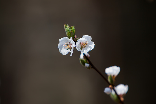 Beautiful Cherry blossom (sakura) in spring season isolated on white background.