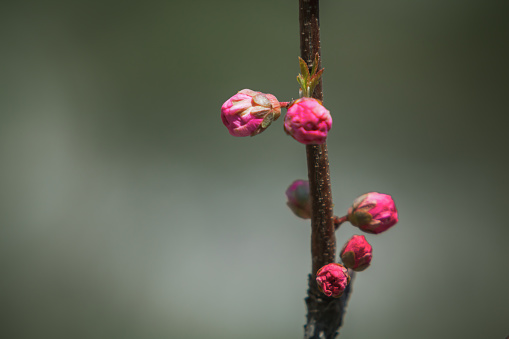 ant on peony bud. Insect pests. Banner. Soft focus. Space for text. copy space