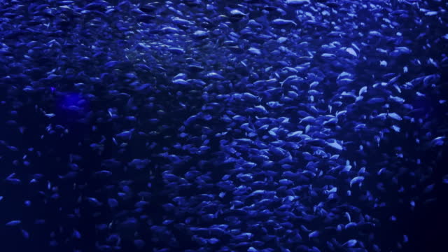 School of Aquatic Life Fish Swimming in Deep Blue Water Video Series
