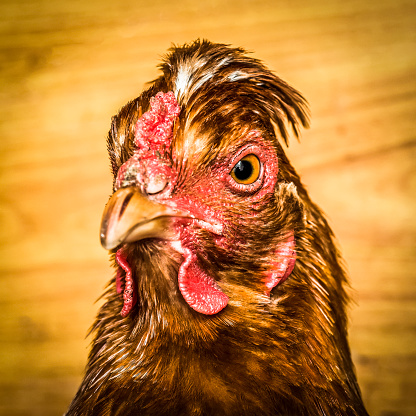 The head of a brown chicken in a henhouse close up