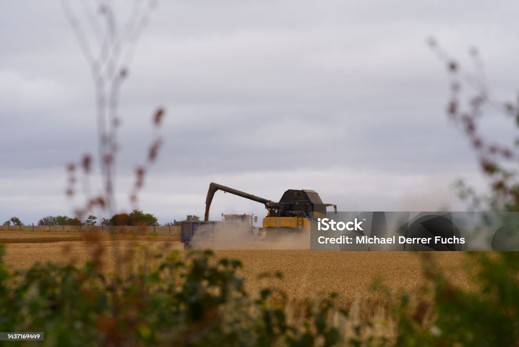 Combine harvester with truck harvesting grain field at Stonehenge on a cloudy summer day. Photo taken August 2nd, 2022, Stonehenge, England. Agricultural Field Stock Photo