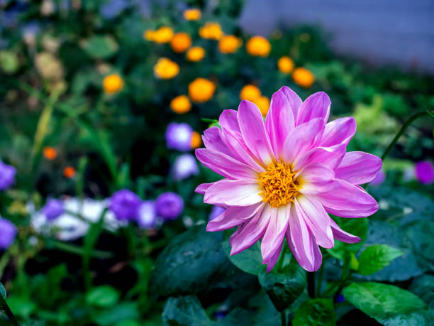 Asters, dahlia and garden cosmos, Germany, Eifel.