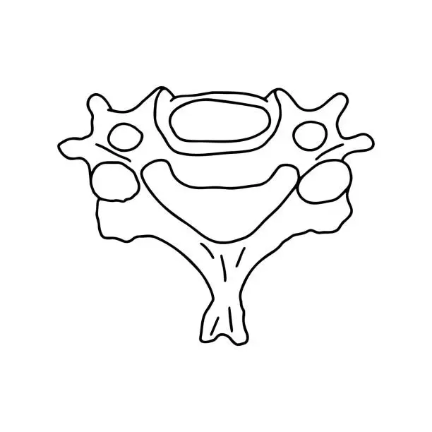 Vector illustration of Human cervical vertebra, top view.