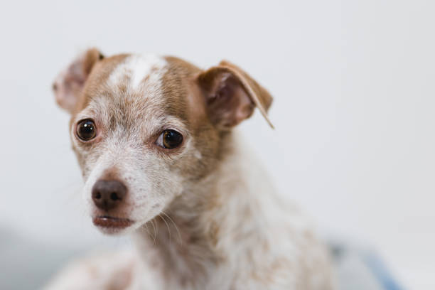 Close-up of one cute small brown puppy.