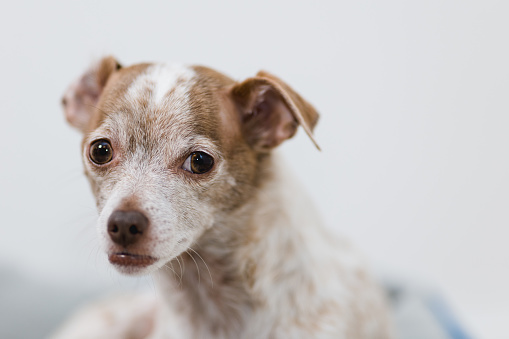 Pretty brown chihuahua dog standing and facing the camera isolated on a white background